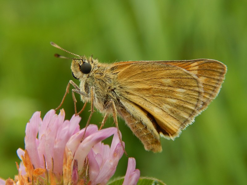 Ochlodes sylvanus?